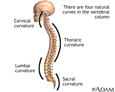 You are currently viewing Understanding Your Spine’s 3 Natural Curves